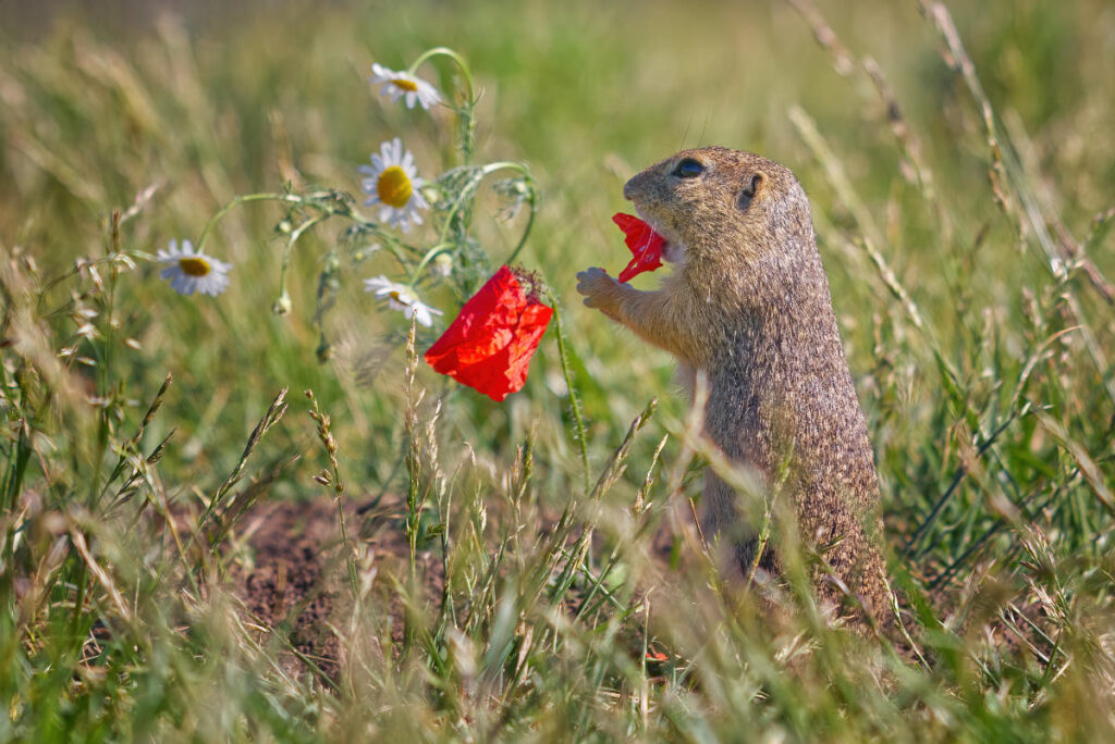 Ziesel-Baby frisst Mohnblume