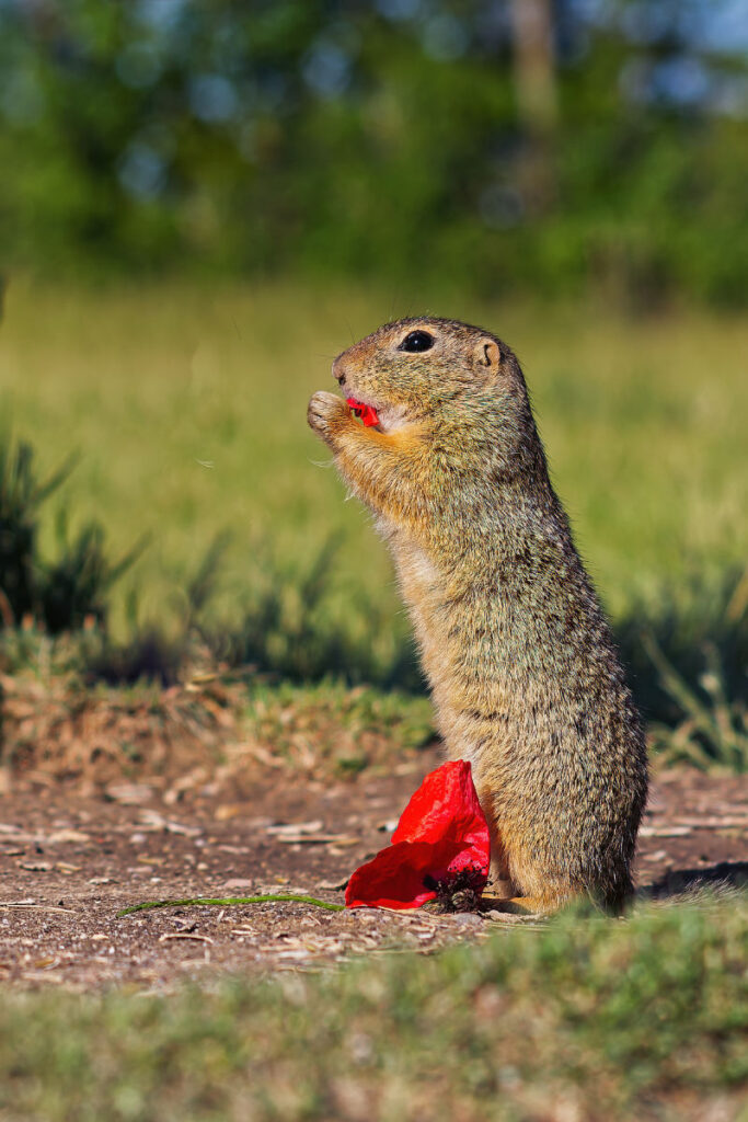Ziesel steht aufrecht und frisst eine rote Mohnblume, dahinter grüner Wiesenhintergrund