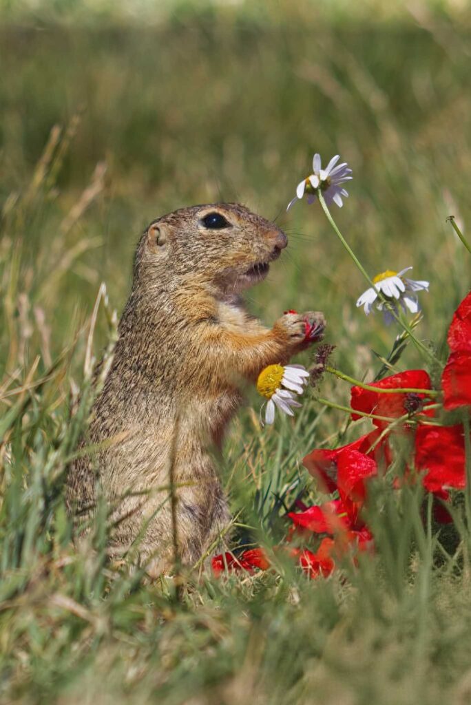 Ziesel steht zwischen Margeriten und Mohnblumen und schnuppert an einer weißen Blüte