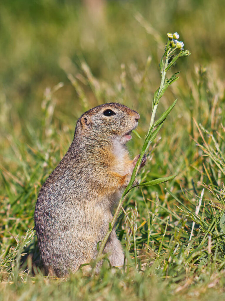 Ziesel steht im hohen Gras und hält eine weiße Wildblume mit beiden Pfoten fest