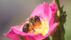 Biene auf Rosenblüte