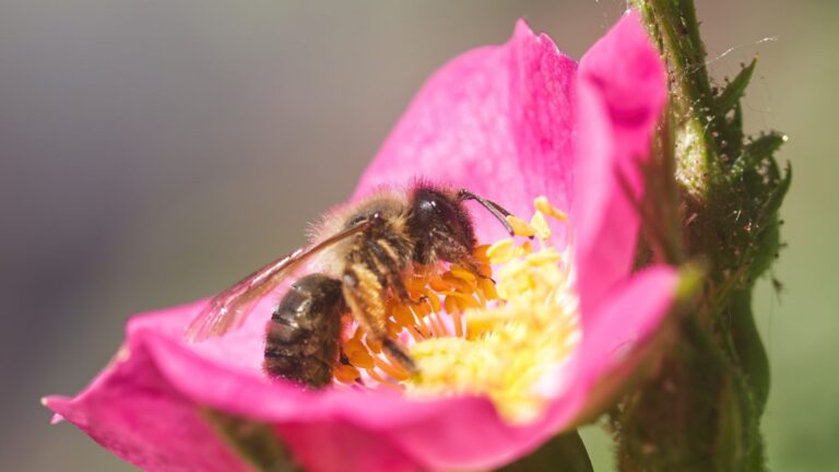 Biene auf Rosenblüte
