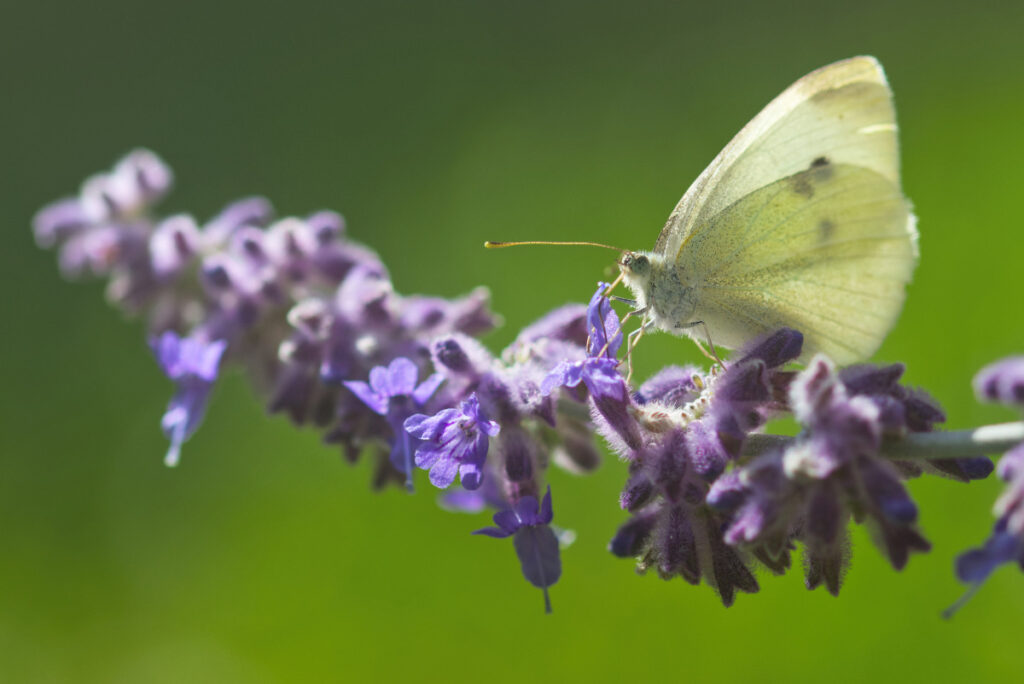 Kohlweißling sitzt auf violettem Lavendel
