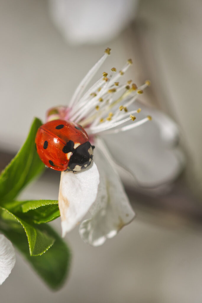 Marienkäfer sitzt auf weißer Blüte