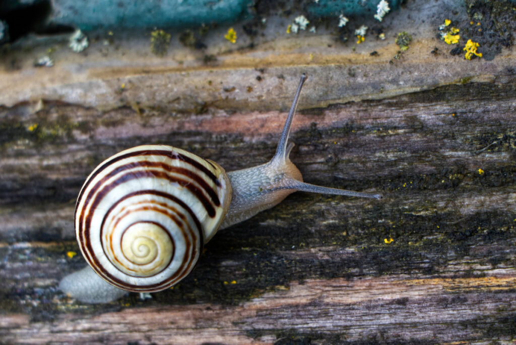 Schnecke mit gestreiftem Gehäuse kriecht über verwittertes Holz