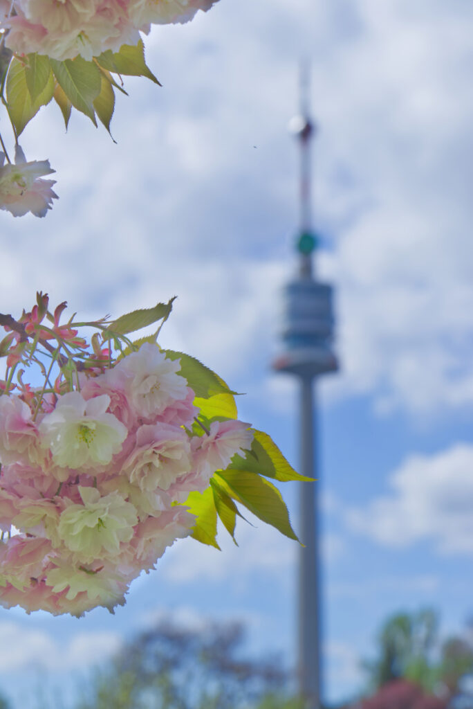 Rosa-weiße Kirschblüte vor dem Donauturm im Donaupark