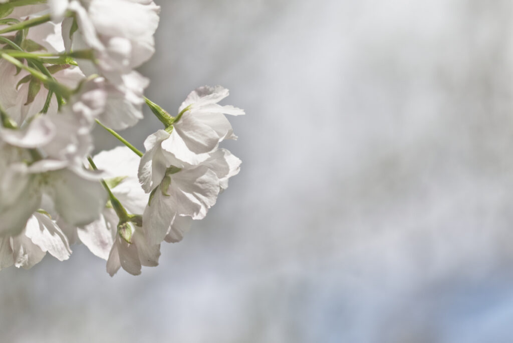 Weiße Kirschblüten im Gegenlicht im Donaupark