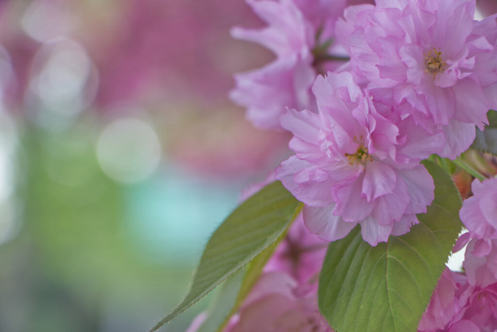 Gefüllte rosa Kirschblüte im Donaupark