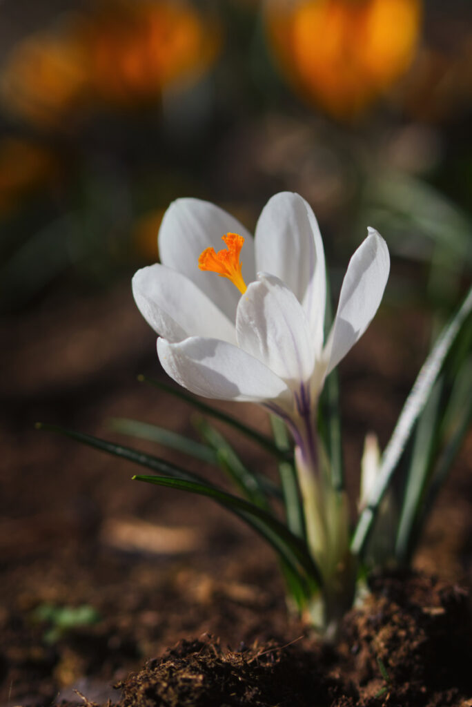 Weißer Krokus mit unscharfen gelben Krokussen im Hintergrund im Donaupark