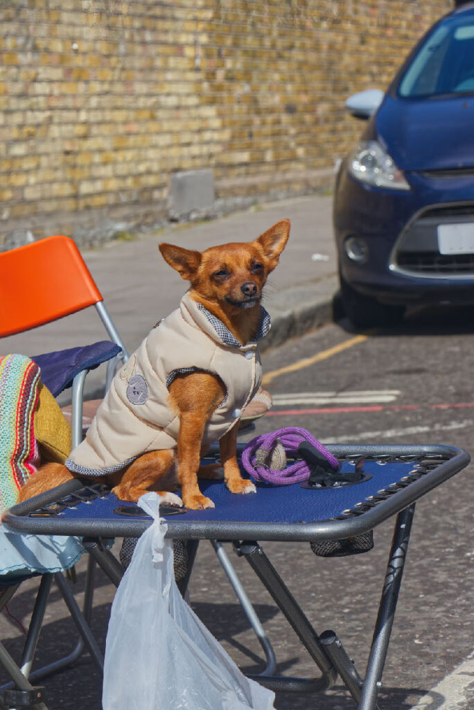 Kleiner Hund in beiger Steppweste sitzt auf einem Campingtisch am Portobello Road Market