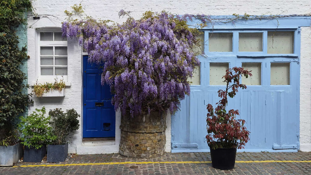 Blaue Tür mit lila Glyzinien in St. Luke's Mews Notting Hill London
