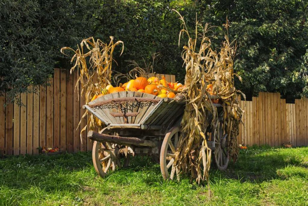Alter Holzwagen voller Kürbisse, geschmückt mit Maisstauden, vor einem Holzzaun