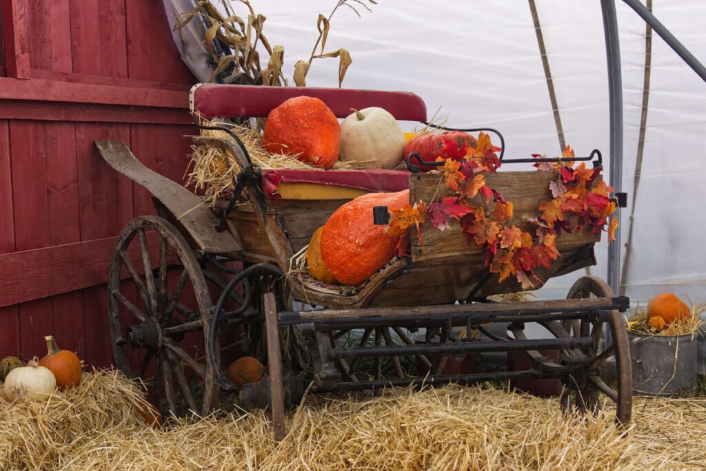 Alte Kutsche mit roter Sitzbank, beladen mit Kürbissen und Herbstlaub vor einer roten Scheunenwand