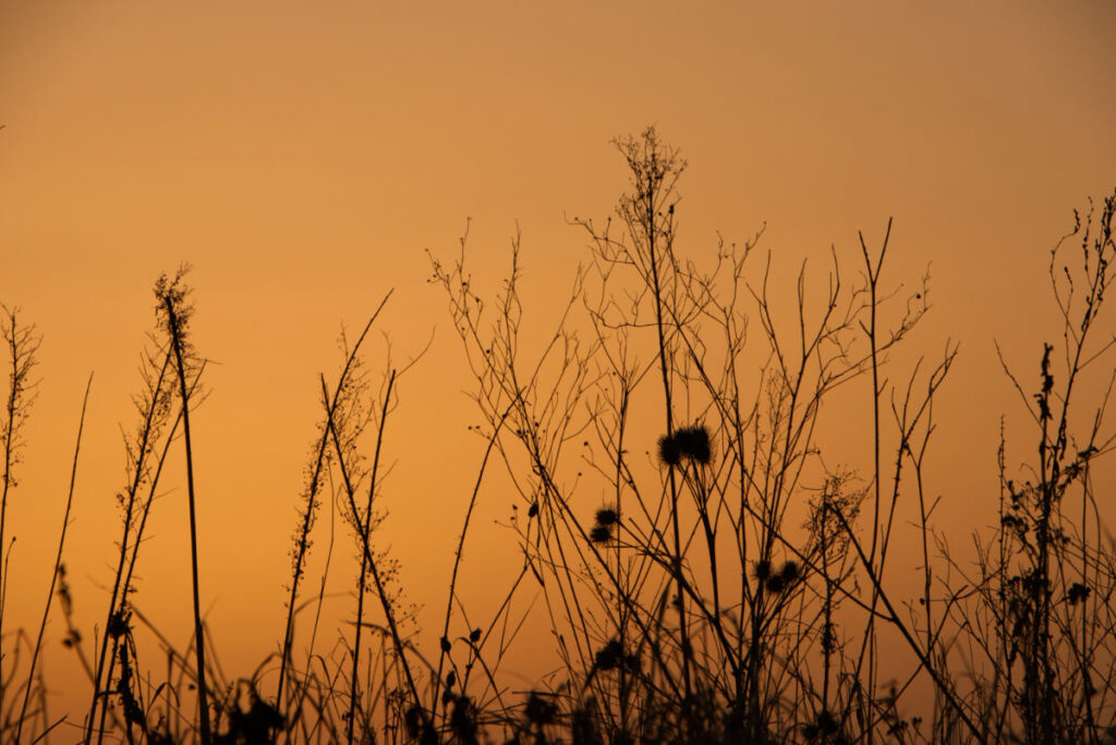 Silhouette von vertrockneten Gräsern und Disteln vor orangefarbenem Abendhimmel