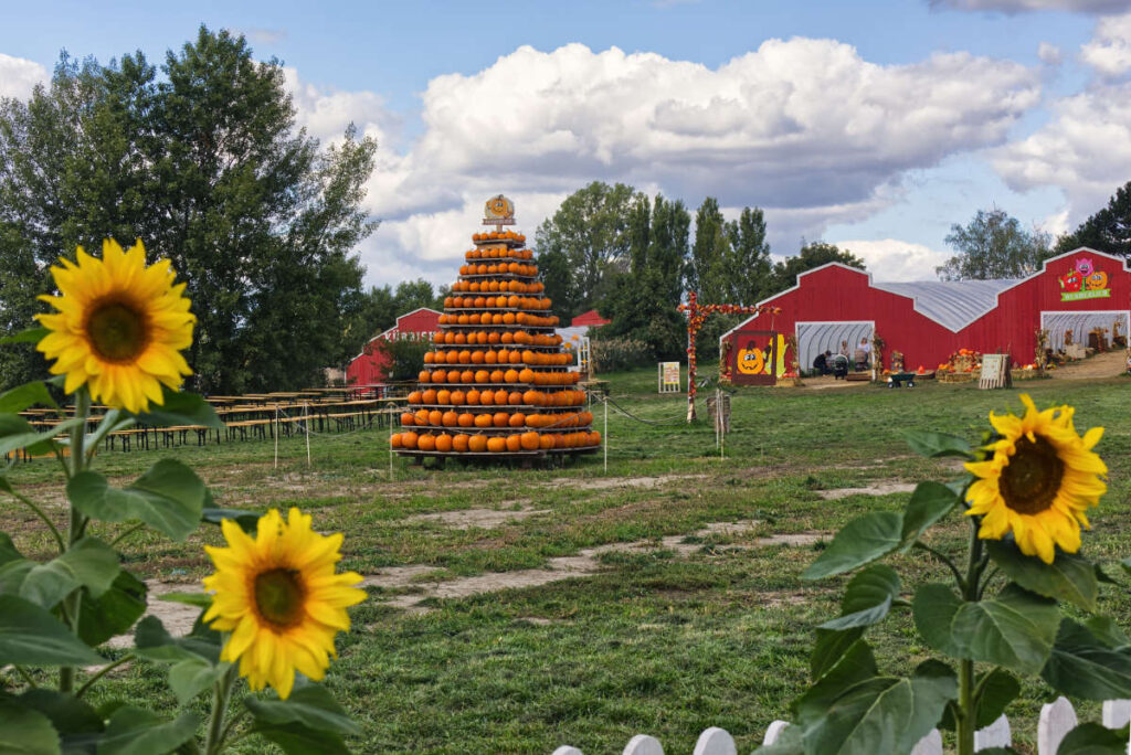 Blühende Sonnenblumen vor einer Kürbispyramide, dahinter Sitzbänke und rote Scheunen am Kürbishof Wunderlich