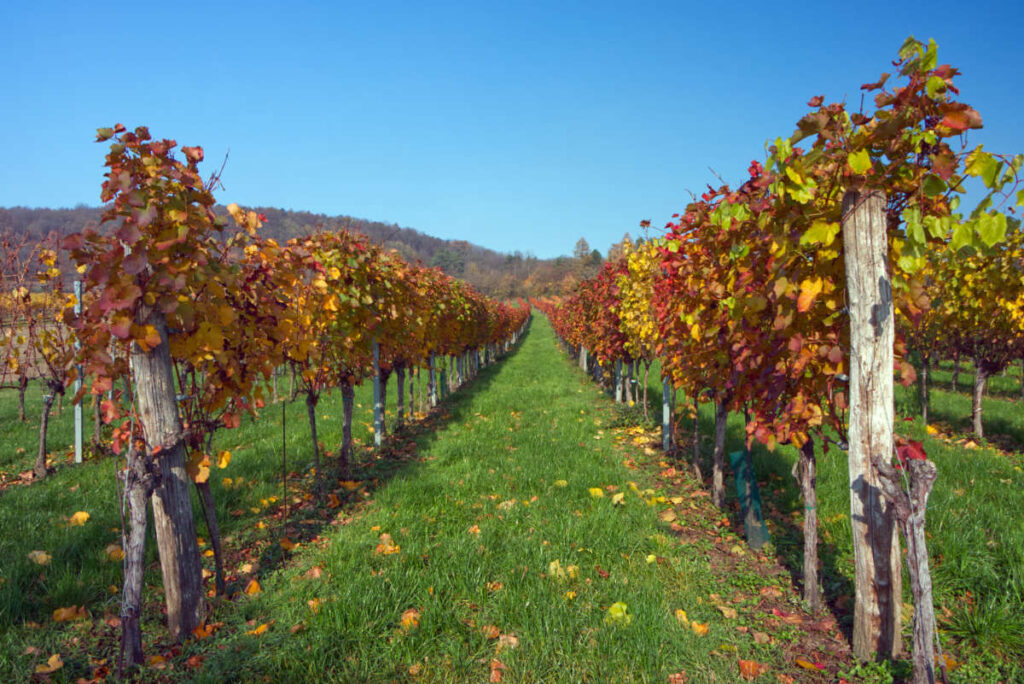 Reihen von Weinstöcken in leuchtenden Herbstfarben im Weinviertel