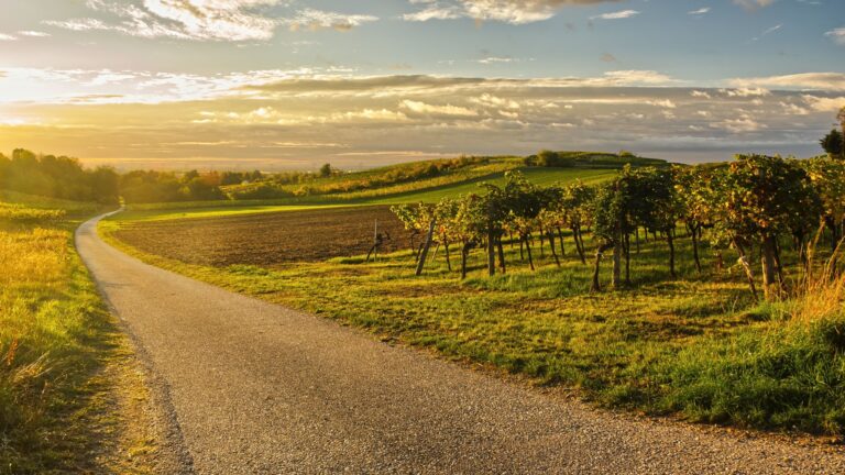 Goldenes Morgenlicht beim Sonnenaufgang über Weingärten, ein schmaler Weg führt in Richtung Sonne